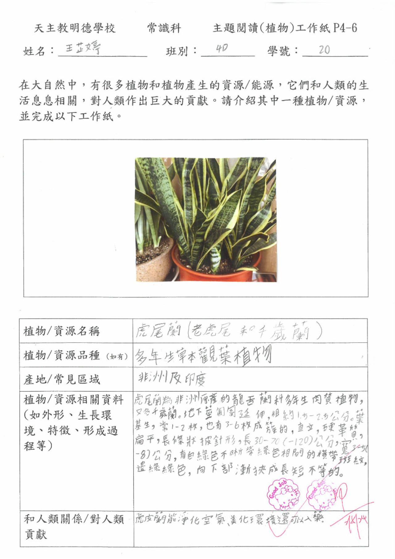 2023_常_4D_王芷婷_植物主題閱讀工作紙_虎尾蘭 