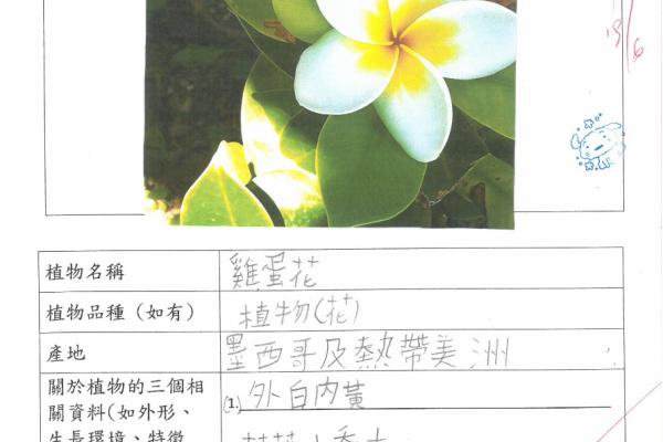 2023_常_2B_鄭雪瑤_植物主題閱讀工作紙_雞蛋花 