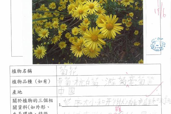 2023_常_2D_黎知惜_植物主題閱讀工作紙_菊花 